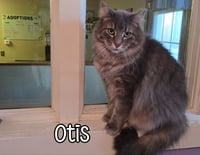 Otis (Bay Bridge #2) - Photo 2