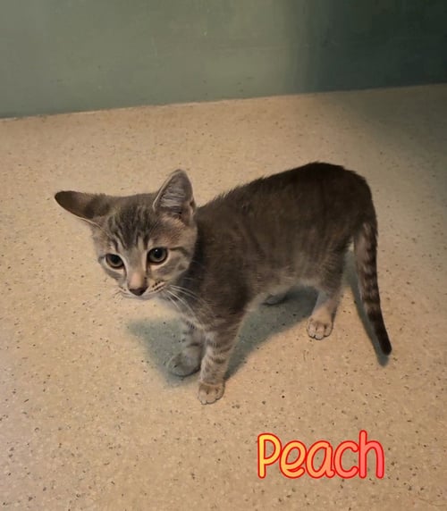 PEACH - Domestic Short Hair available for adoption