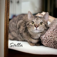 Stella (McCartney) - Photo 4