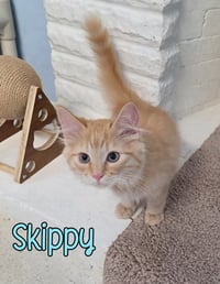Skippy - Photo 4