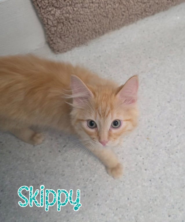 Skippy Image