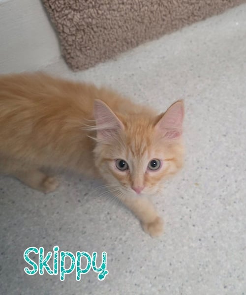 SKIPPY - Domestic Medium Hair available for adoption
