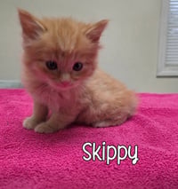 Skippy - Photo 2