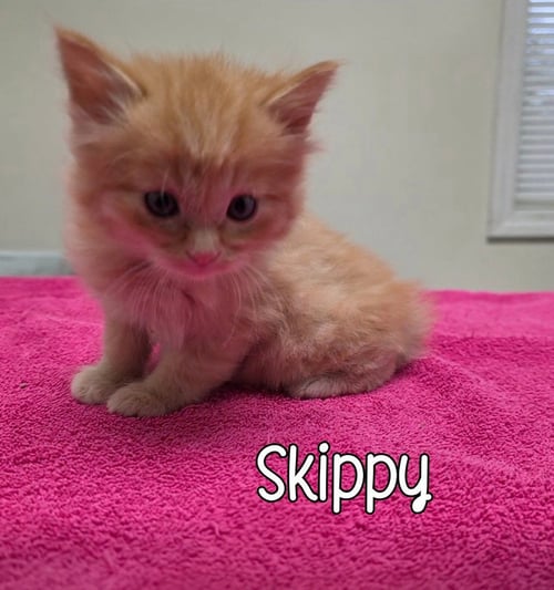 SKIPPY - Domestic Medium Hair available for adoption