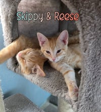 Skippy - Photo 3