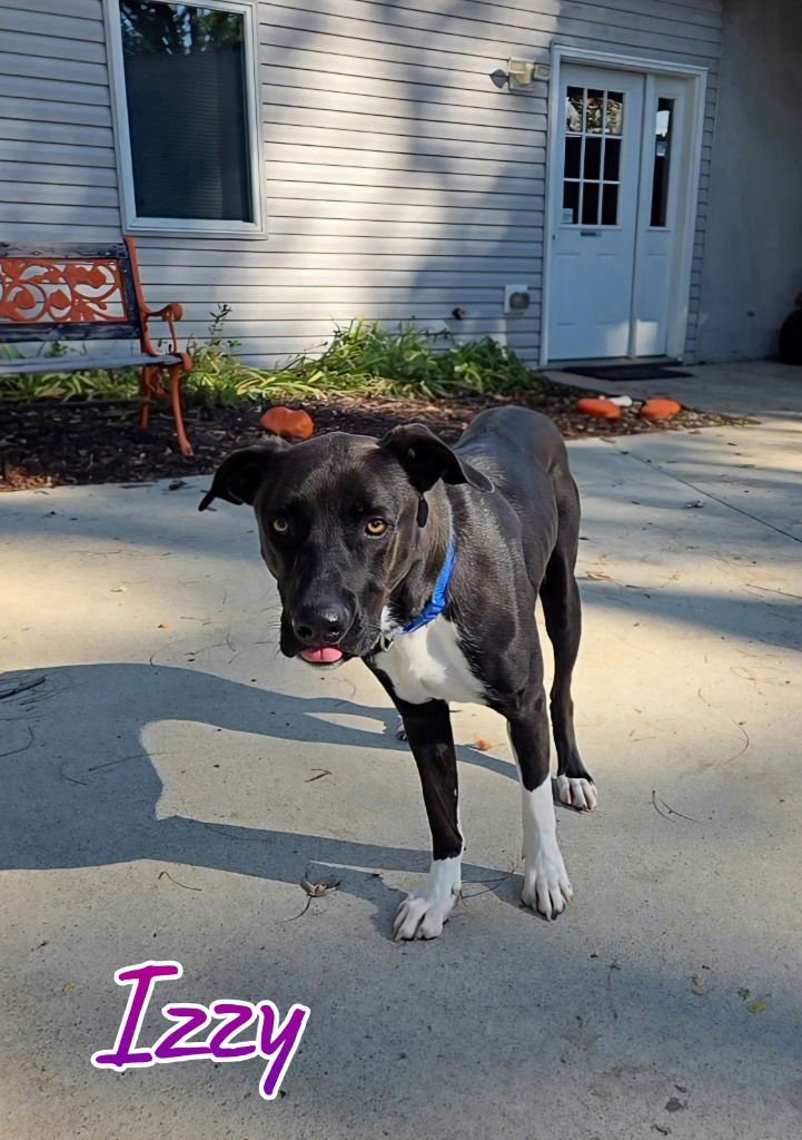 IZZY (CANDY) - German Shepherd Dog / Pit Bull Terrier available for adoption