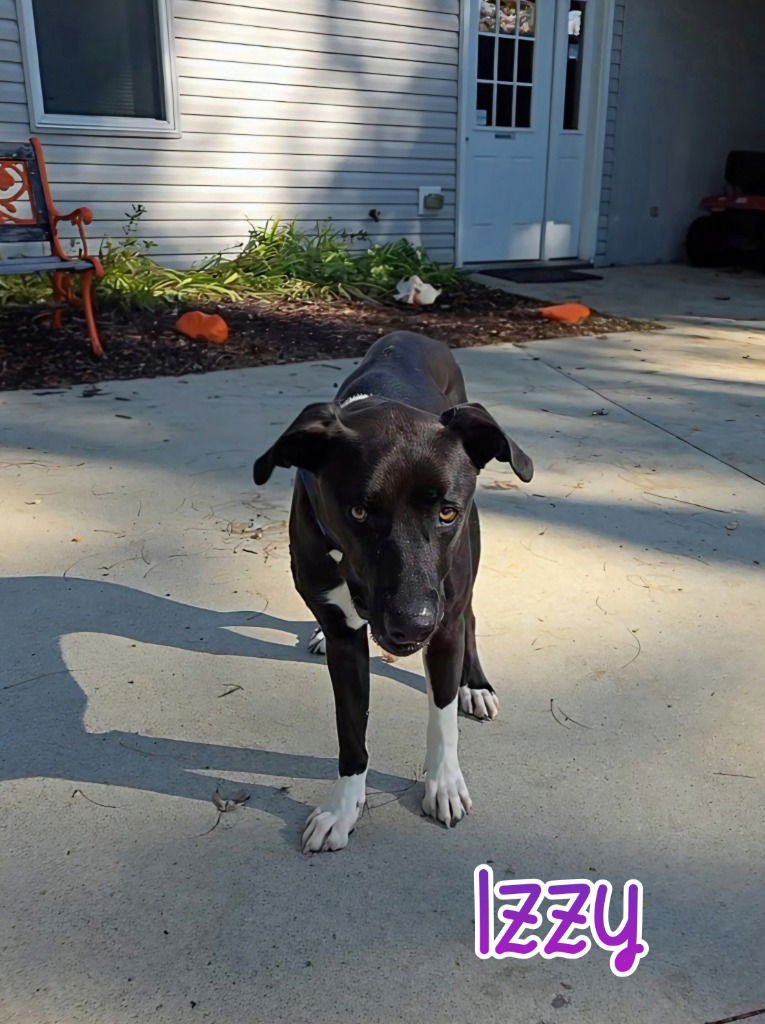 IZZY (CANDY) - German Shepherd Dog / Pit Bull Terrier available for adoption