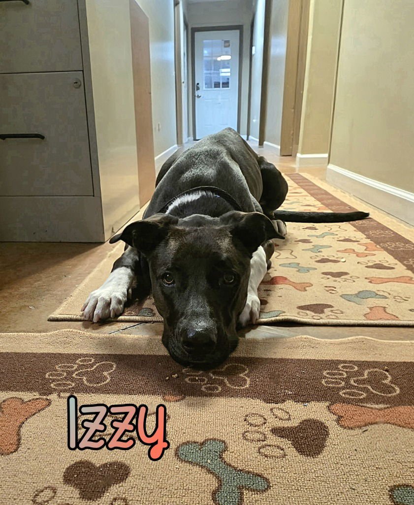 Izzy (Candy) - Photo 3