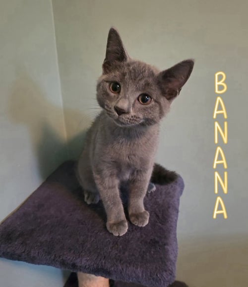 BANANA - Domestic Short Hair available for adoption