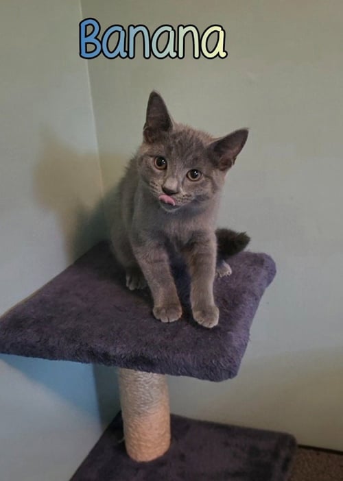 BANANA - Domestic Short Hair available for adoption