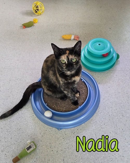 NADIA - Domestic Short Hair available for adoption