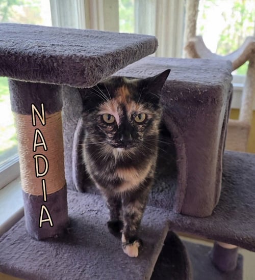 NADIA - Domestic Short Hair for adoption in Toledo