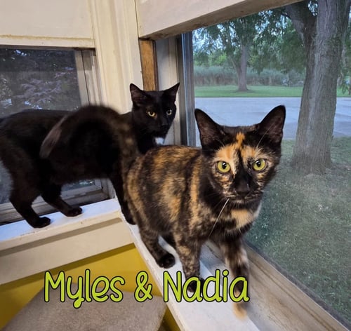 NADIA - Domestic Short Hair available for adoption