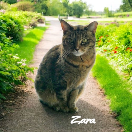 ZARA - Domestic Short Hair available for adoption