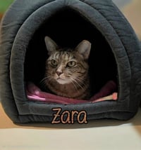 Zara - Photo 4