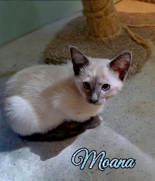 MOANA