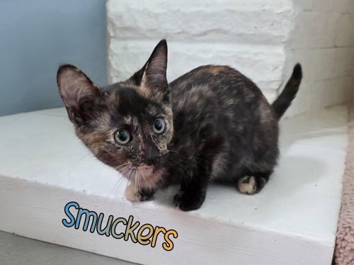 SMUCKERS - Domestic Short Hair available for adoption