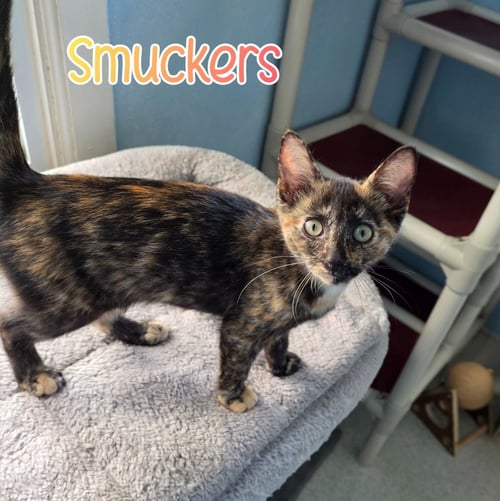 SMUCKERS - Domestic Short Hair available for adoption