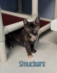 Smuckers - Photo 3