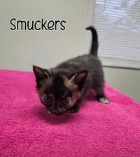 Smuckers - Photo 4