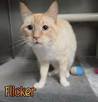 Flicker - Photo 3