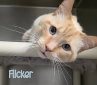 Flicker - Photo 2