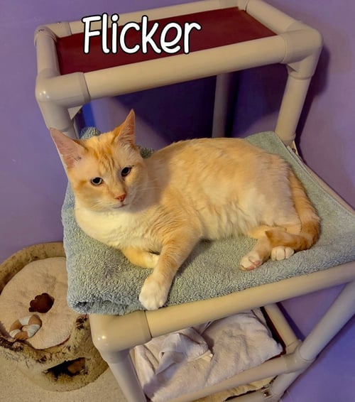 FLICKER - Siamese available for adoption