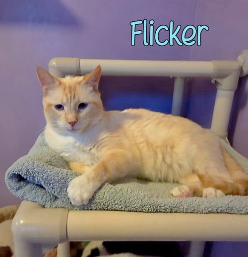 FLICKER - Siamese available for adoption