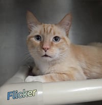 Flicker - Photo 1