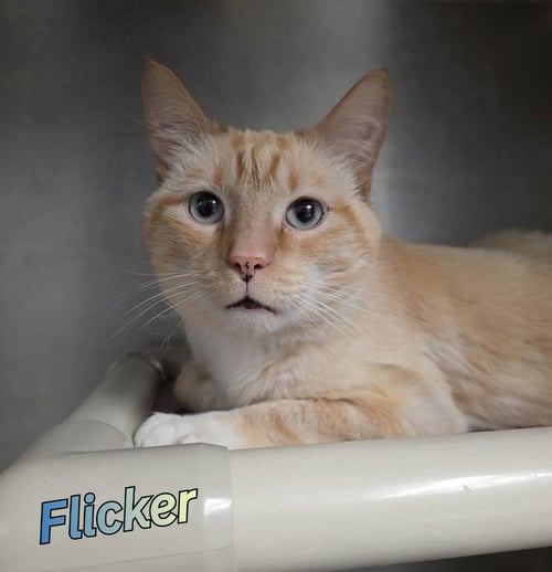 FLICKER - Siamese for adoption in Toledo