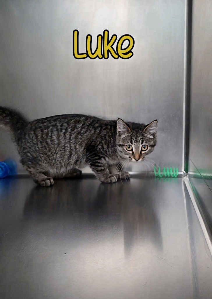 LUKE - Domestic Short Hair available for adoption