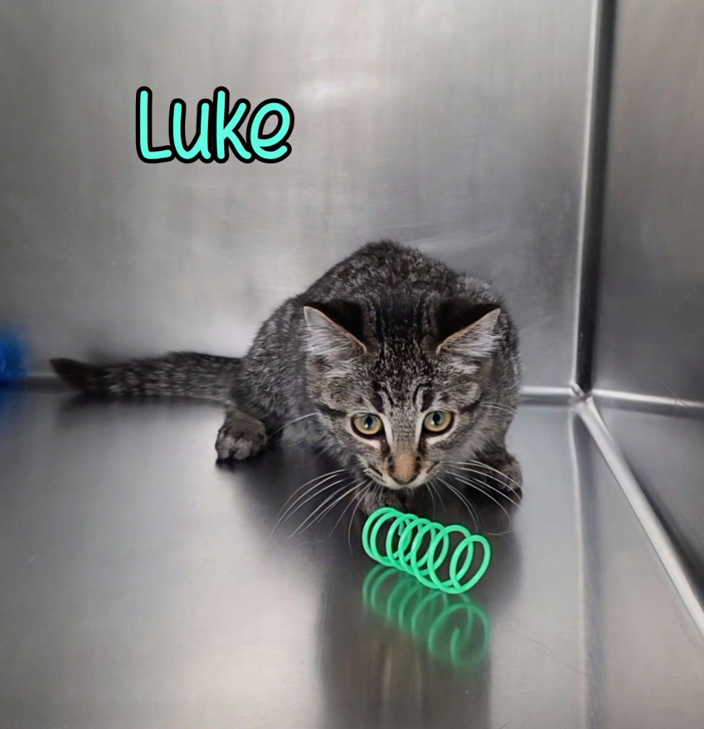 LUKE - Domestic Short Hair available for adoption