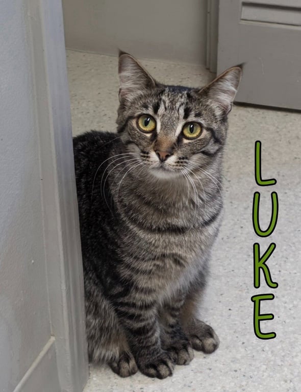 Luke Image