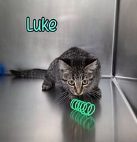Luke - Photo 4