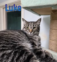 Luke - Photo 3