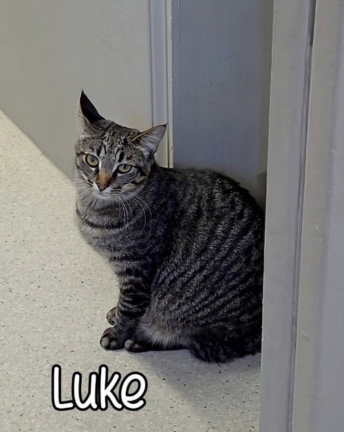 LUKE - Domestic Short Hair available for adoption