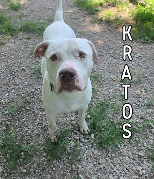 KRATOS - Pit Bull Terrier for adoption in Toledo