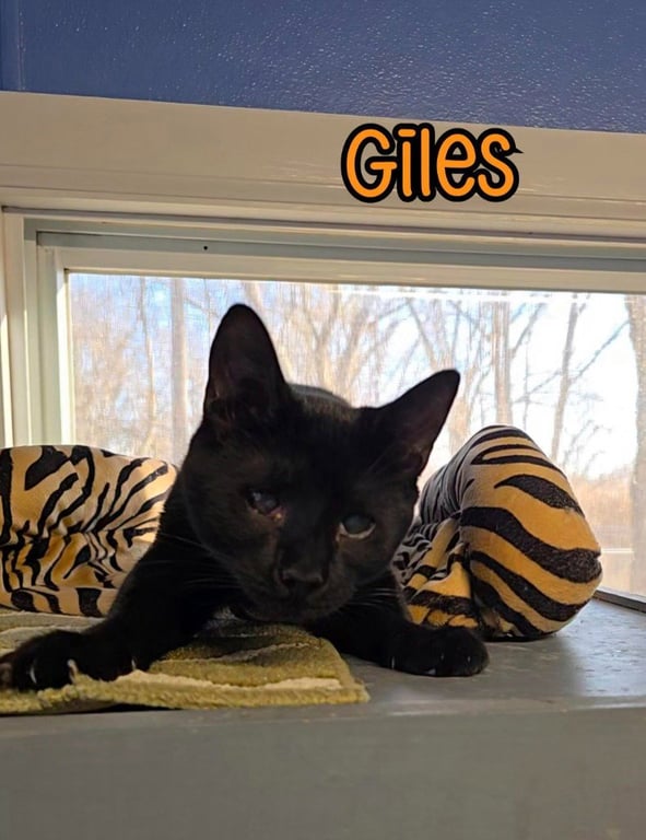 Giles Image