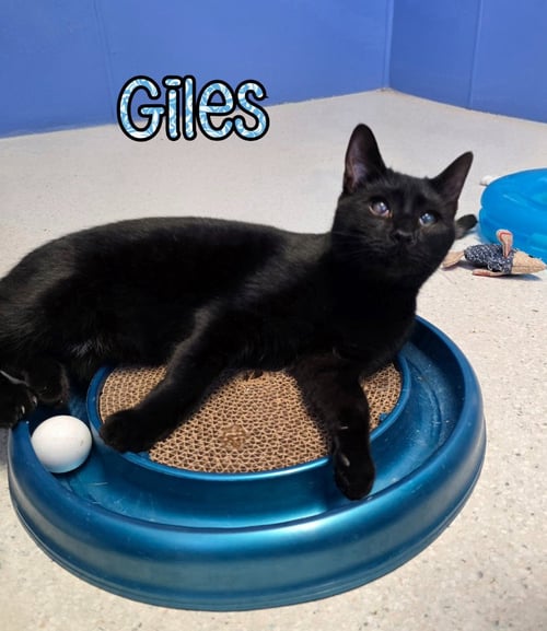 GILES - Domestic Short Hair available for adoption