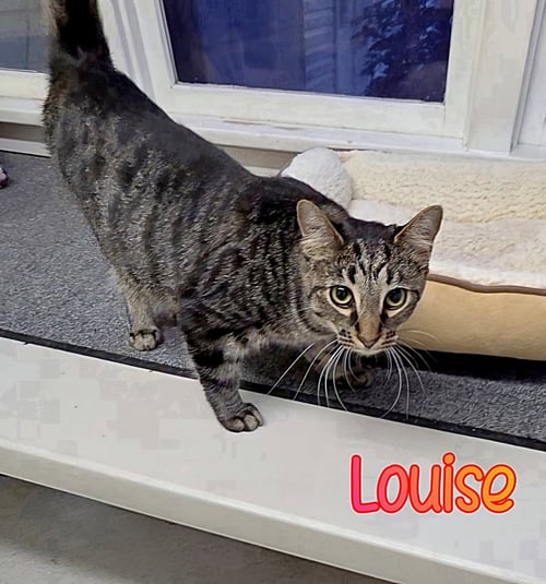LOUISE - Domestic Short Hair available for adoption