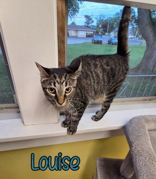 LOUISE - Domestic Short Hair for adoption in Toledo