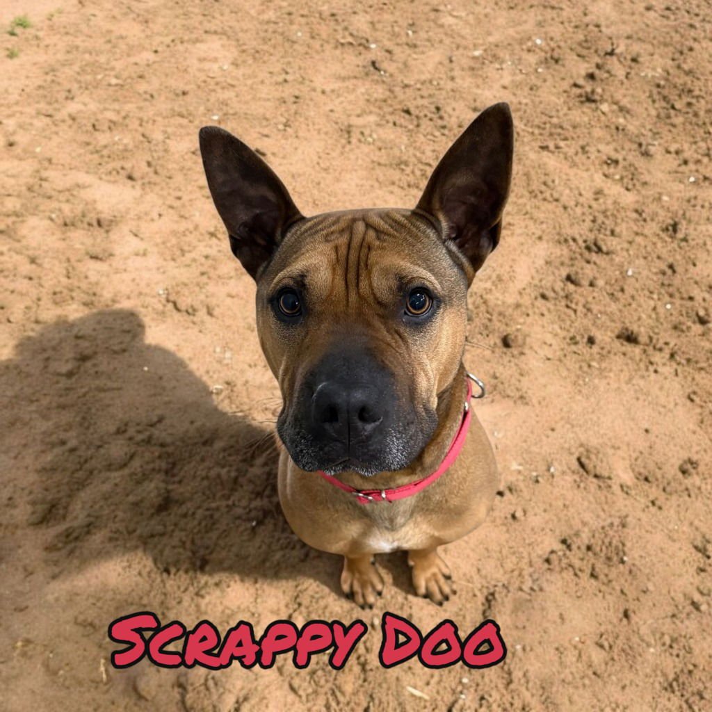 SCRAPPY DOO - Shar Pei / American Staffordshire Terrier available for adoption