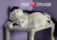 Smudge - Photo 3