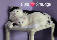 Smudge - Photo 3