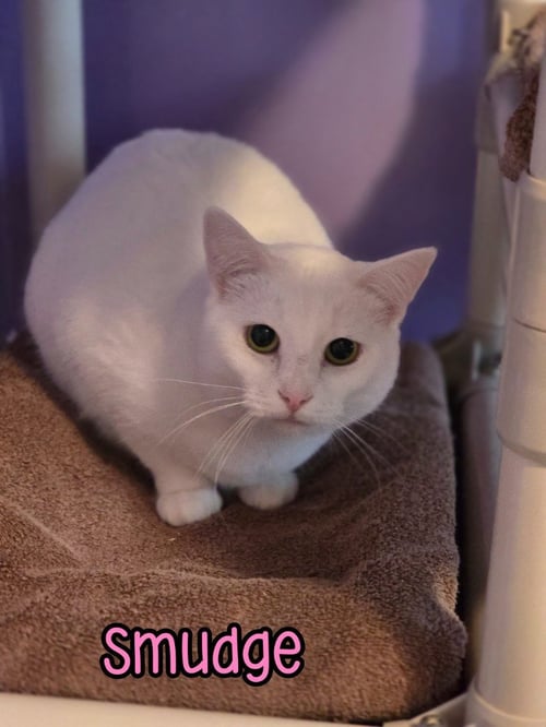 SMUDGE - Domestic Short Hair available for adoption