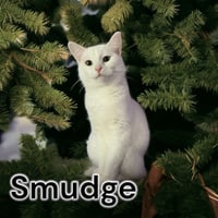 Smudge - Photo 4