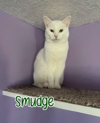 Smudge - Photo 1