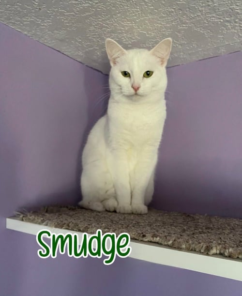 SMUDGE - Domestic Short Hair available for adoption