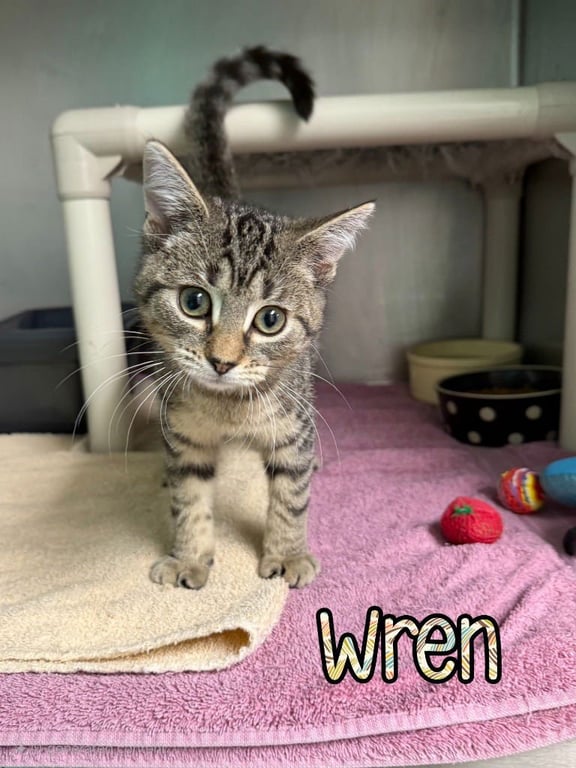 Wren Image
