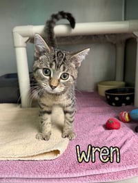 Wren - Photo 1